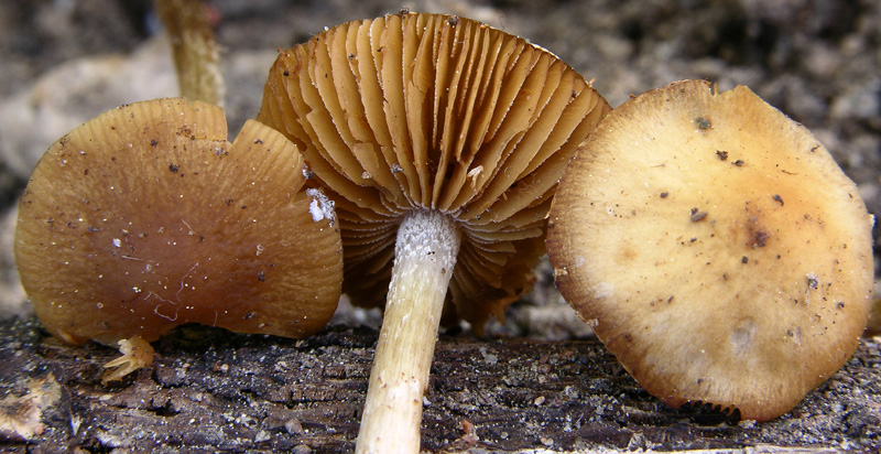 Galerina da determinare n�14.